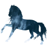 horse