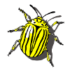Potato beetle
