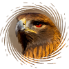 Adler 2017