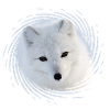 Polarfuchs