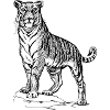 Tiger black and withe