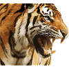 Danger tiger