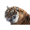 Bengal tiger