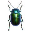 Shield Bug