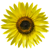 Sunflower summer summer happy sunflower