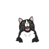 fabulous cat