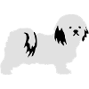 Havanese