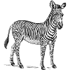 Zebra black