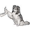 Team Sheltie
