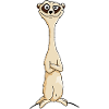 Naughty Meerkat