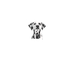 Dalmatiner