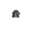 Hovawart