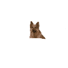 Altdeutscher Schäferhund