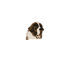 Bernhardiner