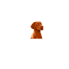 Magyar Vizsla