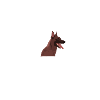 Malinois