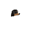 Entlebucher-Sennenhund