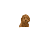 Goldendoodle