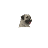 Kangal