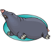 Animal Animals Mole
