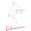 Doberman chien Wilsigns
