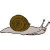 Brown snail