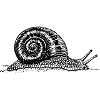 Black and withe snail
