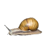 snail brown
