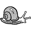 Snail black and withe