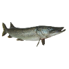 Hecht
