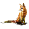 Fuchs Doppelbelichtung