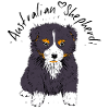 Australian Shepherd, black tri