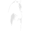 Horse in backlight