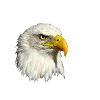 Weißkopfseeadler