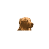 GOLDEN RETRIEVER GLITZER