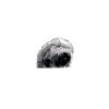 TIBET TERRIER