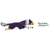 Australian Shepherd