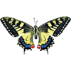 020 - butterfly - schmetterling