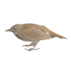 Rossignol oiseau