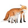 Füchse