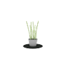 Bamboo