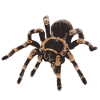 Tarantula Brachypelma smithi