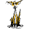 Rauhaar Podenco