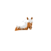 Haflinger chance