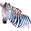 Zebra Galaxy