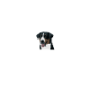 Appenzeller Sennenhund luck