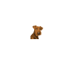 Airedale Terrier Bonheur