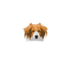 Kooikerhondje geluk