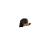 Entlebucher Happiness