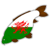 wales carp